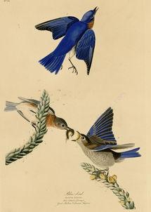 飞燕图片,捕捉瞬间美