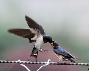 飞燕图片,捕捉瞬间美