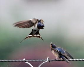 飞燕图片,捕捉瞬间美