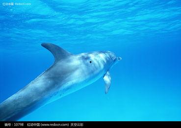 蓝鲸图片大全大图