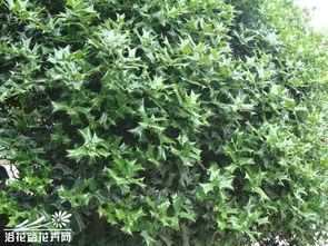 枸骨图片,古老植物的传奇与魅力