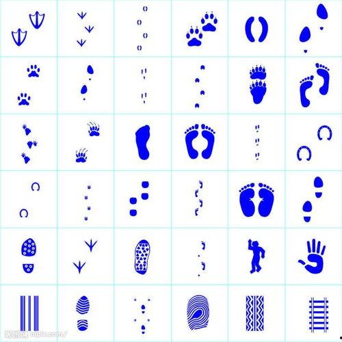 动物脚印图片大全,大自然中的生物足迹图鉴