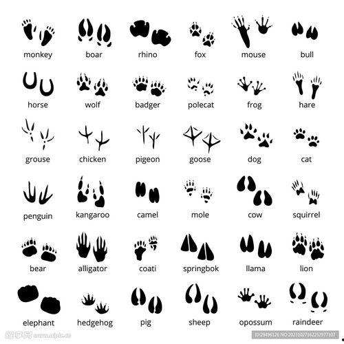 动物脚印图片大全,大自然中的生物足迹图鉴