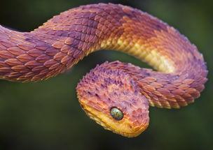 黑蛇伸呤手机在线观看,手机在线观看的悬疑奇幻之旅