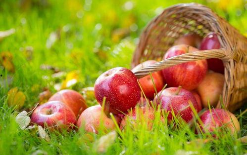 吃瓜的黑苹果,探寻科技与美食的跨界传奇