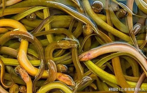 养黄鳝视频,从视频中学到的养殖技巧与经验