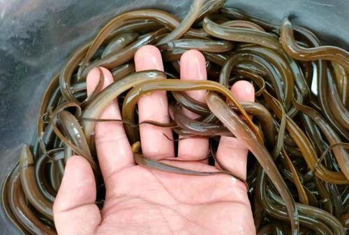 养黄鳝视频,从视频中学到的养殖技巧与经验