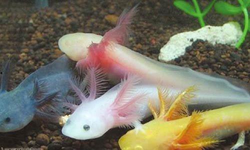 六角恐龙图片,六角恐龙的神秘世界