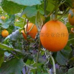 久红瓜图片,色泽诱人，营养丰富的天然美食