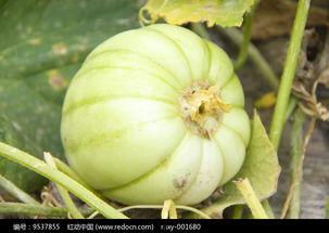 久红瓜图片,色泽诱人，营养丰富的天然美食