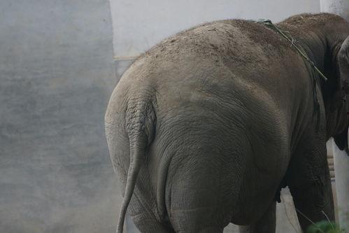 大象尾巴图片,自然界的神奇之作