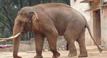 大象尾巴图片,自然界的神奇之作