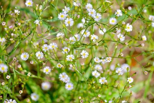 紫菀图片,自然之美绽放的画卷