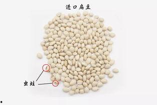 白扁豆图片
