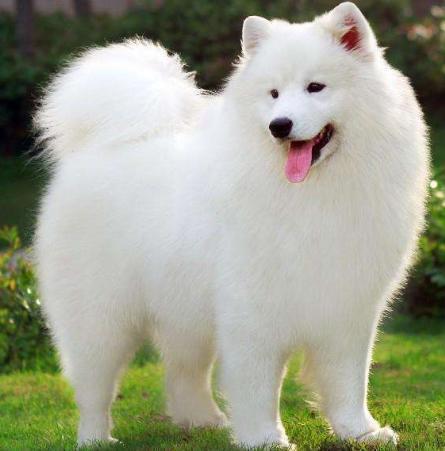 白狗图片,纯真与忠诚的视觉交响