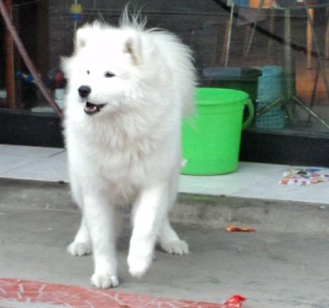 白狗图片,纯真与忠诚的视觉交响