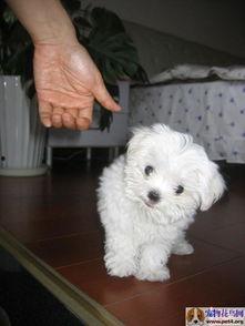 白狗图片,纯真与忠诚的视觉交响