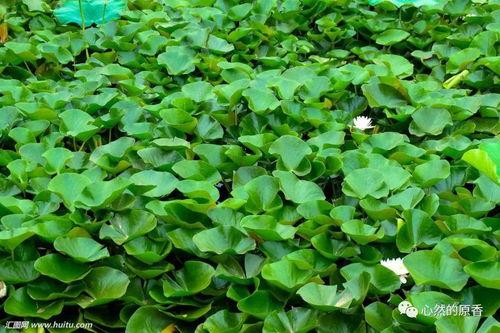 牛尾巴草图片,大自然的神奇植物