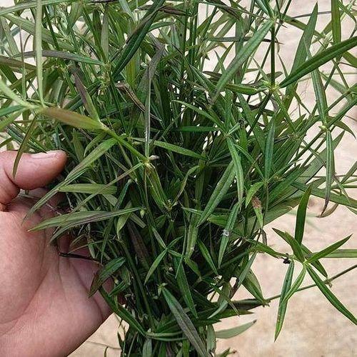 牛尾巴草图片,大自然的神奇植物