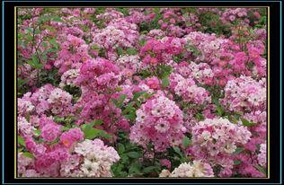 雨中蔷薇花图片唯美,浪漫绽放的瞬间