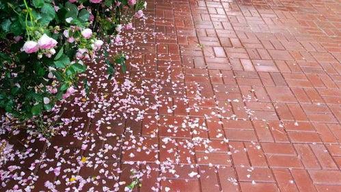 雨中蔷薇花图片唯美,浪漫绽放的瞬间