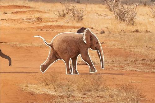 大象的尾巴图片,自然界的神奇之作