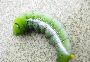 糖宝真实虫子图片大全,真实虫子图片大全揭秘