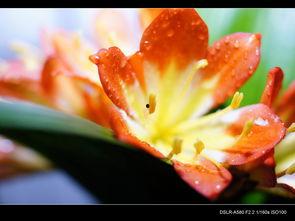 雨后鲜花图片大全,探寻雨后鲜花之美