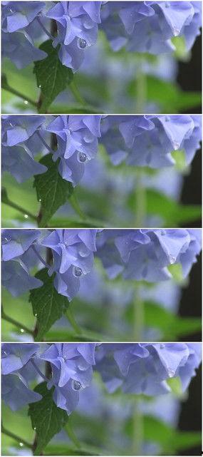 雨后鲜花图片大全,探寻雨后鲜花之美