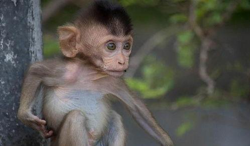 石猴图片,探寻自然与生命的奇妙交融