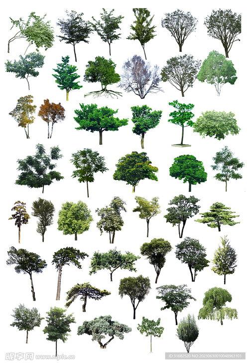 树木图片大全,自然之美，绿意盎然
