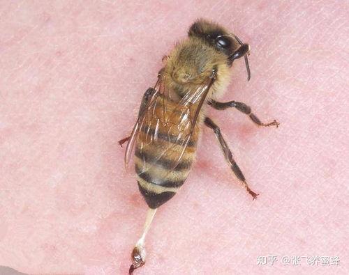 蜜蜂蛰了图片,探寻蜂巢的秘密
