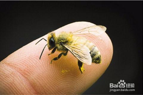 蜜蜂蛰了图片,探寻蜂巢的秘密