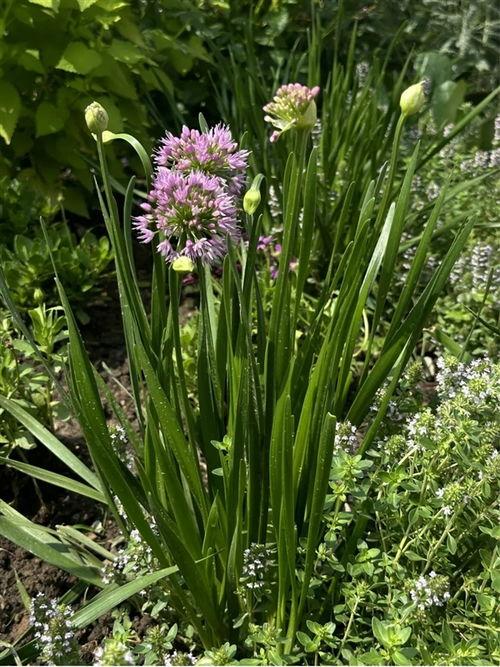 山韭菜图片,野生佳肴的自然魅力