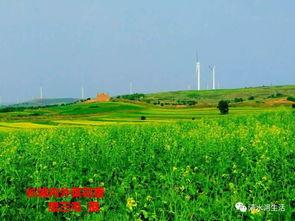 山韭菜图片,野生佳肴的自然魅力
