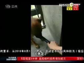 男人被虐视频,男人被虐视频的黑暗面