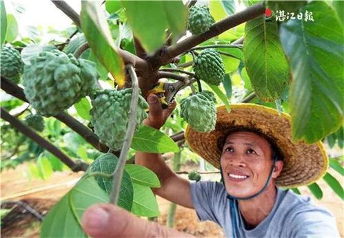 今日湛江蒲瓜价格表,今日行情一览”