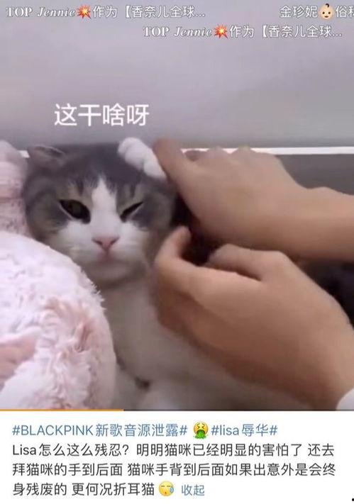 娱乐吃瓜君网红虐猫,娱乐吃瓜君引发社会关注与谴责