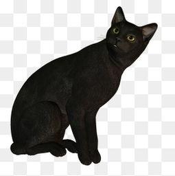 黑猫图片大全,神秘魅力的猫科精灵风采展示