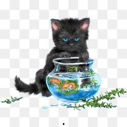 黑猫图片大全,神秘魅力的猫科精灵风采展示