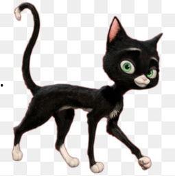 黑猫图片大全,神秘魅力的猫科精灵风采展示