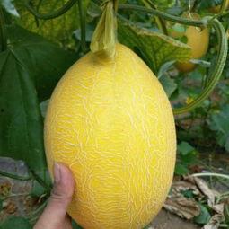 2024北海哈密瓜今日价格行情,品质与价格的完美结合”