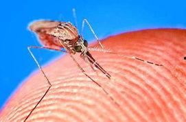 疟疾图片,揭秘热带病魔的侵袭与防控