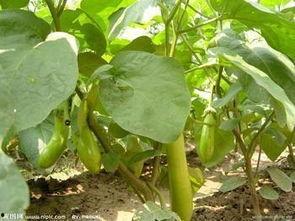 绿茄子图片,大自然的绿色瑰宝