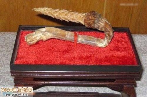 真实阴茎所有图片大全,全方位图片解析与科普