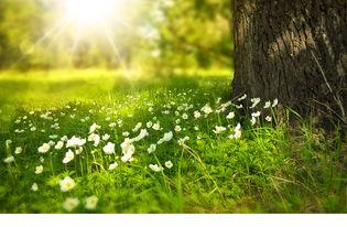 阳光的图片大全,捕捉自然光影之美